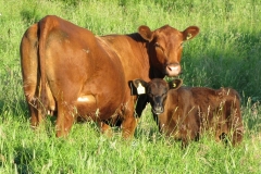 Tall grass and growing calves.