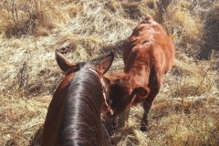 Jet loves to visit the calves.
