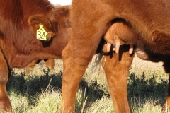 Growing big on good milk.