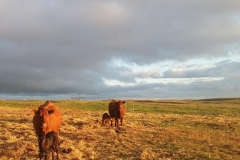 spring mornings when all is right with the world.