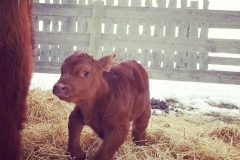 Dumpling was a character from day one!
