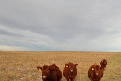 Weaned calves