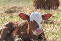 Sunshine through pink ears.