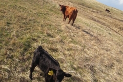 How the calving field looks form a horse.