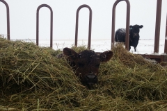 Finding a cozy spot on a chilly morning.