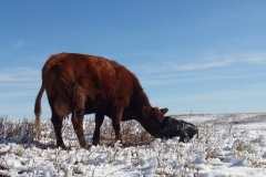 A mild, moist spring morning and an experienced cow.