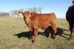 Dumpling, born 2014. Already stout.