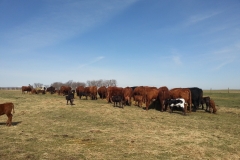Calves play while mamas eat. This is the most entertaining time of the day.