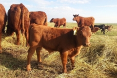 Dumpling, calf perfection at every stage.