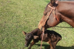 Jet LOVES calves. He nickers and nudges. 