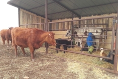 Calving season means all hands on deck, helping every calf get the best start in life.
