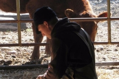 Staying safe tagging calves.