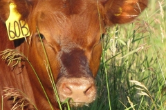 Milk face.
