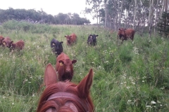 Calves between Turbo's ears.