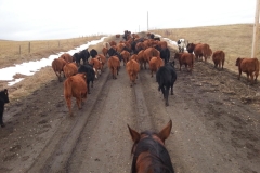 Moving the herd on the slick Roller Coaster road. Horses are essential!