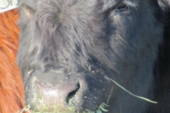 YEarling munching winter feed.