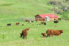 The pairs in early summer.