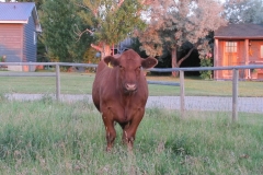 324, gentle giant. So full of gratitude for him.