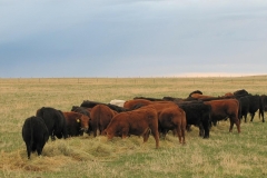 Spring feeding. Still on hay until the grass really starts.