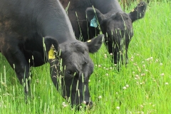 A cow's life.