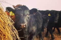 Lead heifer calf, always  the first one to the hay!