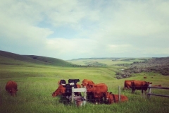 The longhorn takes a pretty picture.