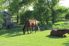 Backyard horses.