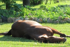 Summertime siesta in our backyard.