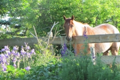 Turbo in our backyard. This is the view out the kitchen window.
