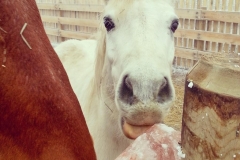 Loving their Christmas present, fancy salt mmm....