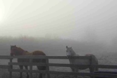 The ponies waiting for breakfast.