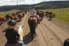 Quite a crew. WWOOFers and small children on small ponies.