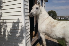 Bingo stealing grain out of the hen house. Bad pony!