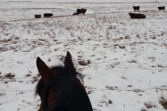 Lots of riding during calving season.