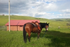 Jet, was a perfect ranchhorse and then posed like a champ.