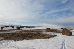 Bale grazing the cows.