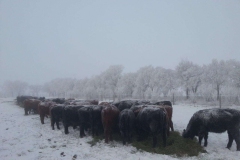 My favorite part of winter.