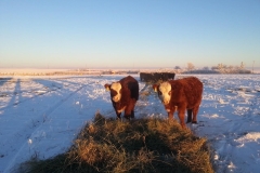 Waaned calves. Red Angus/ Hereford.