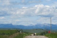 Cattle drive from the west.