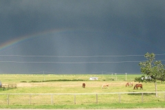 Our front yard.