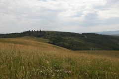 Flowers and grass in the hills.