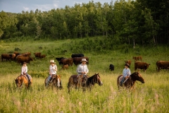 Moving cows together.
