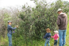 Picking Saskatoons with Granny.
