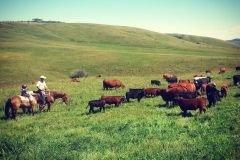 Avery and Daddy moving cows.