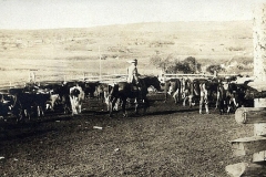 Fred Ings. First generation