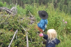Picking gooseberries raspberries.